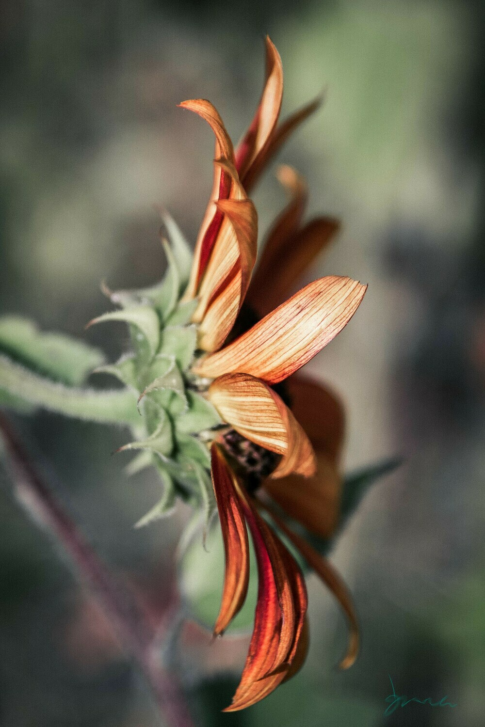 blithe ~ sunflower photography art multi-size wall decor print