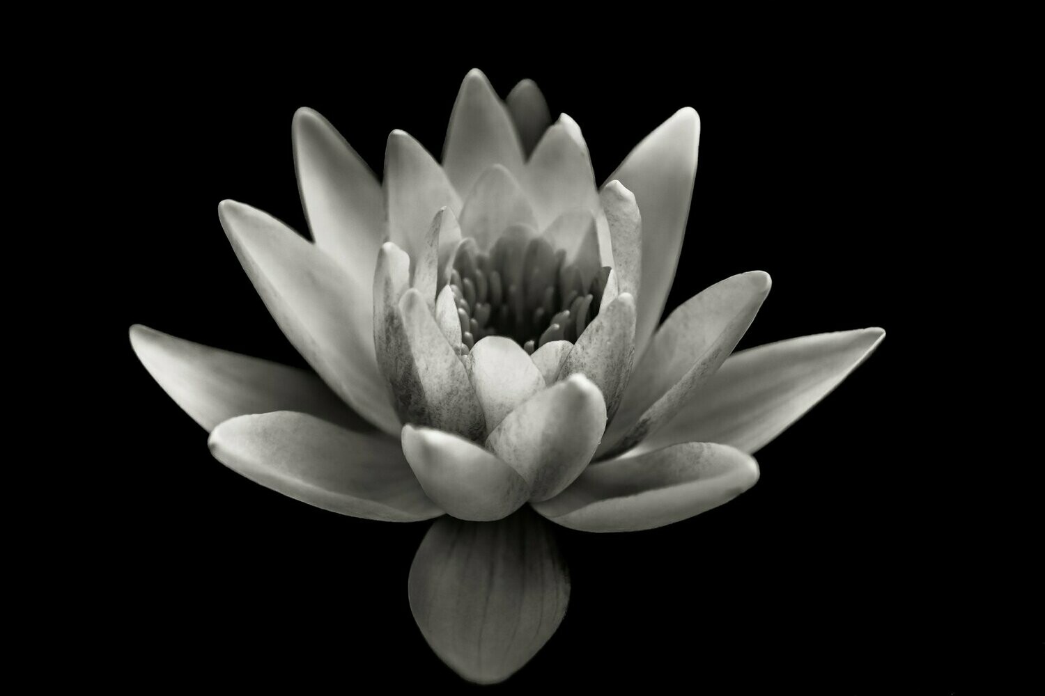 virtue ~ photography art multi-size wall decor print