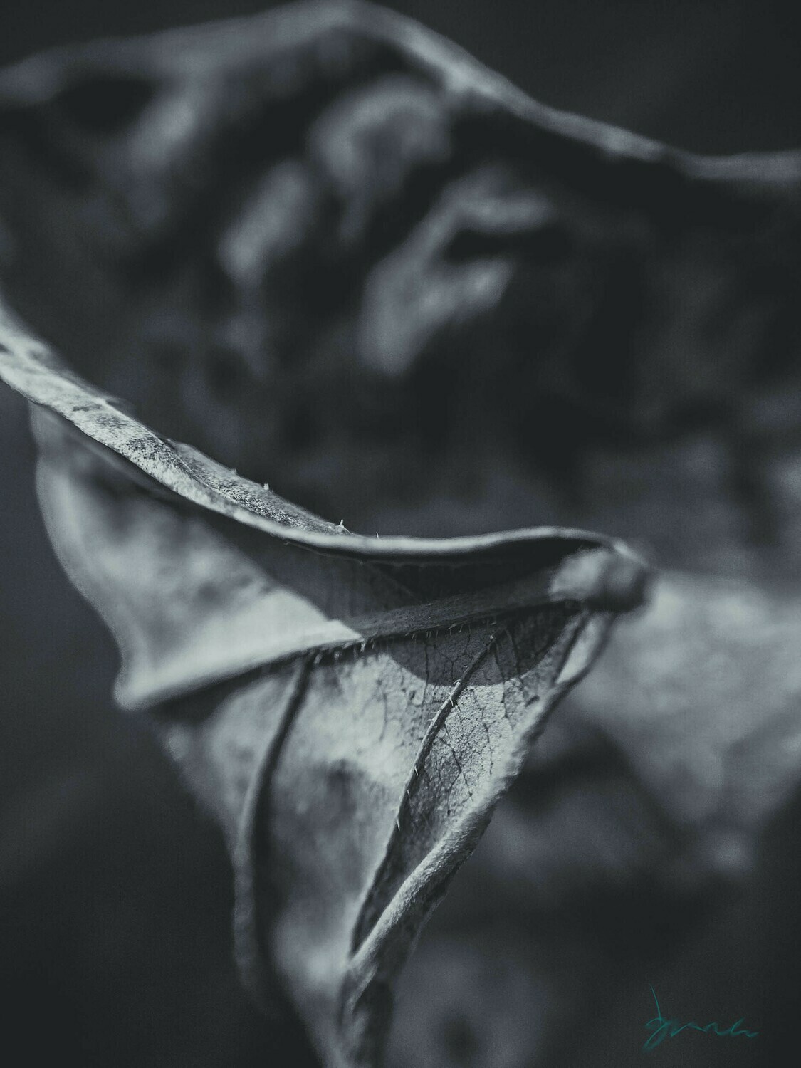 cease ~ leaf photography art multi-size wall decor print