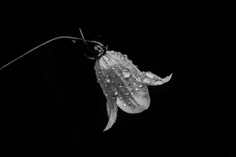 emote ~ photography art multi-size wall decor print