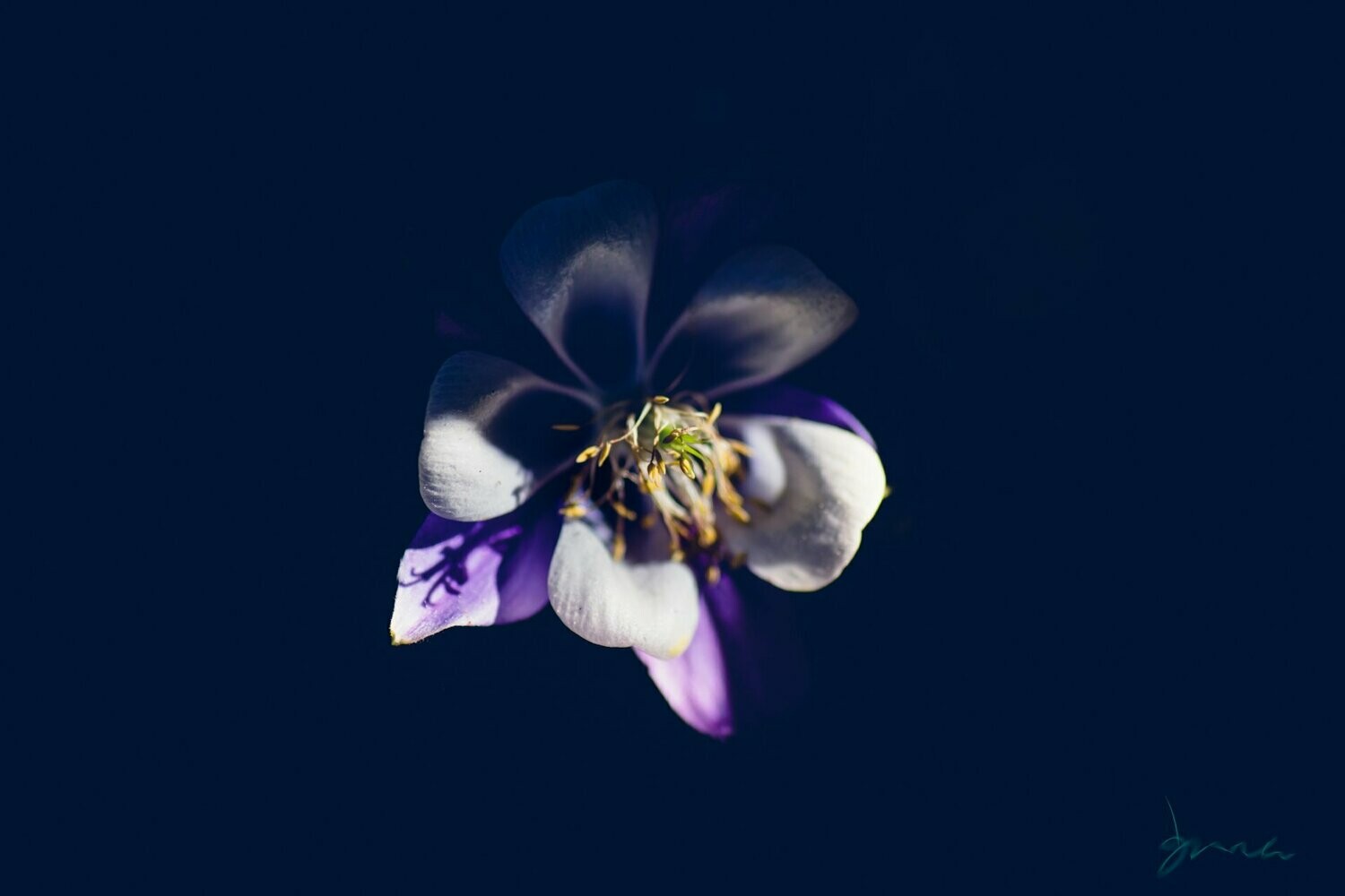 venerate ~ photography art multi-size wall decor print