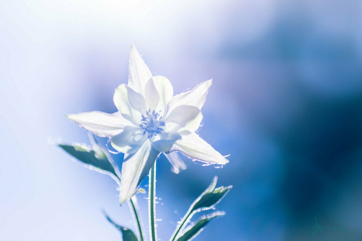 sheen  ~ photography art multi-size wall decor print