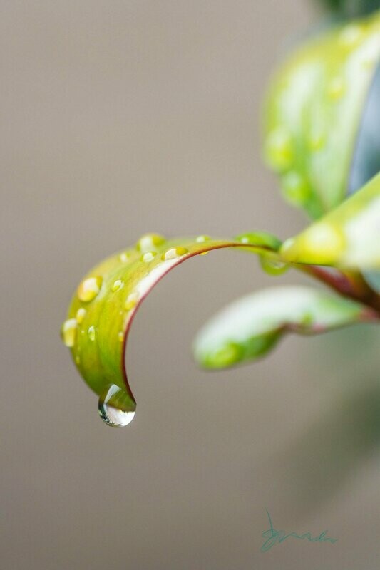 grit  ~ photography art multi-size wall decor print