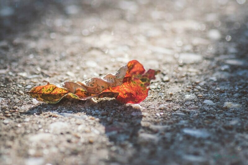 aurora ~ autumn leaf photography art multi-size wall decor print