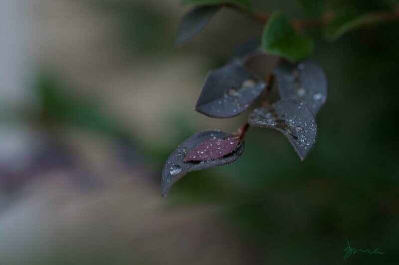 effusive ~ photography art multi-size wall decor print