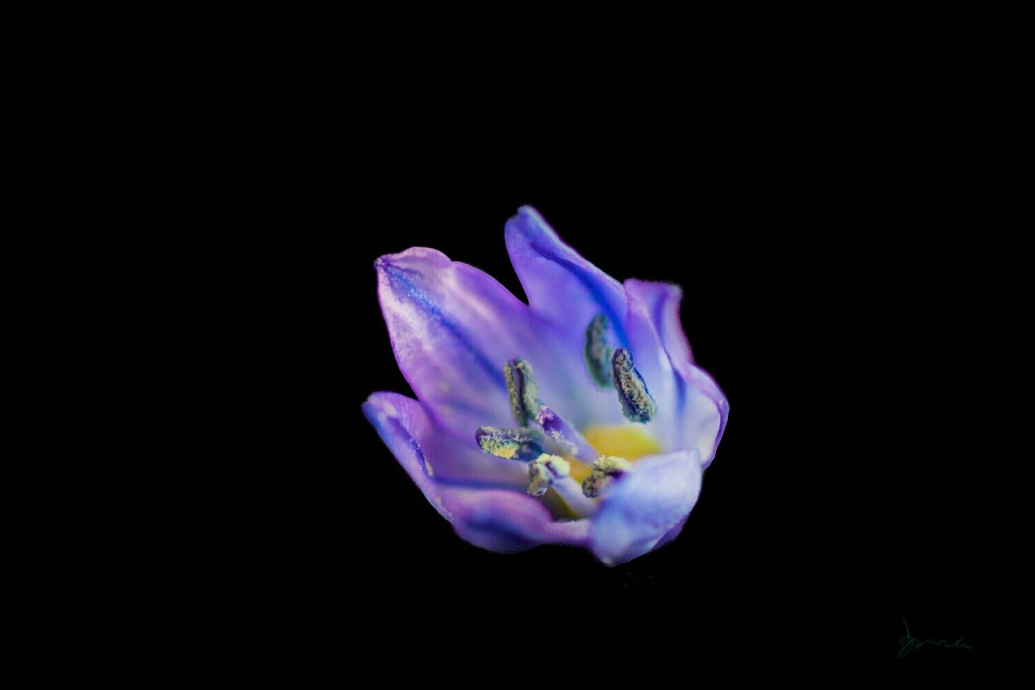 pizzazz ~ photography art multi-size wall decor print