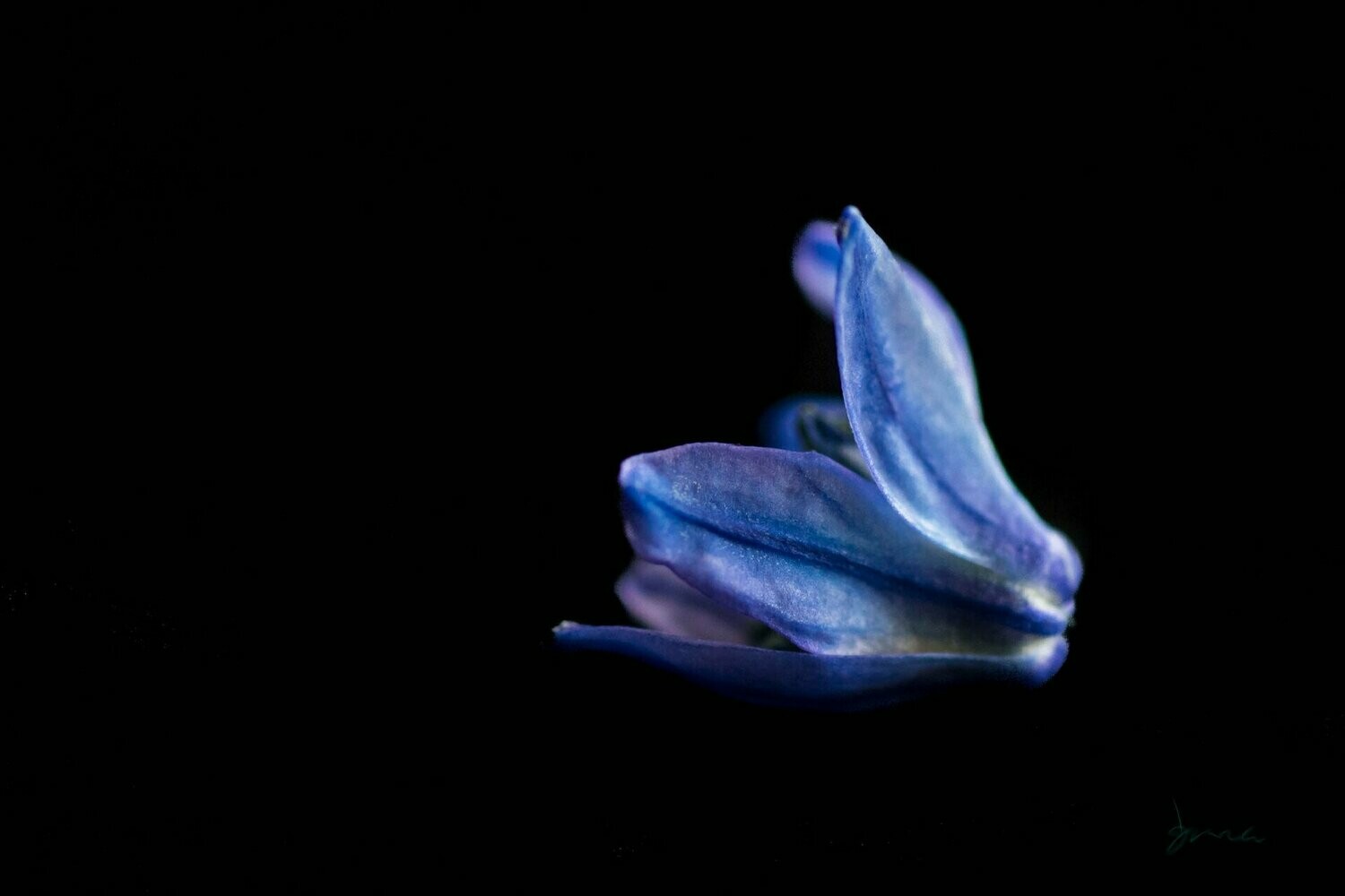 vague ~ photography art multi-size wall decor print
