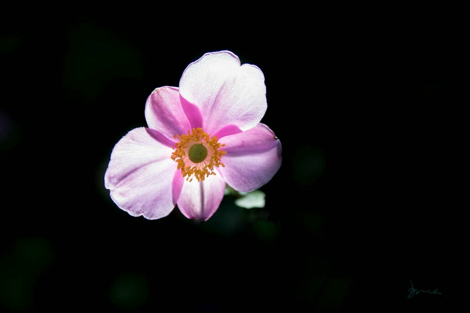 ardor ~ flower photography art multi-size wall decor print
