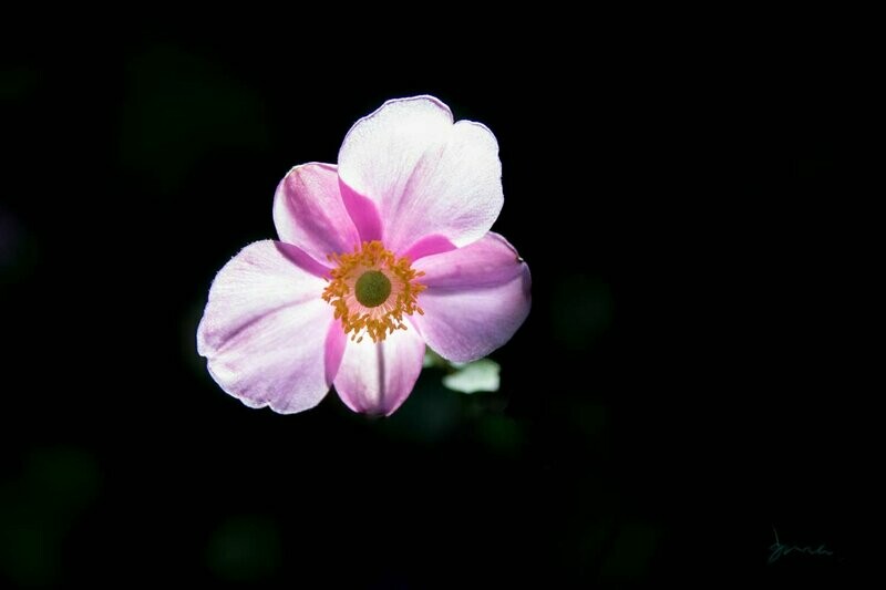 ardor ~ flower photography art multi-size wall decor print