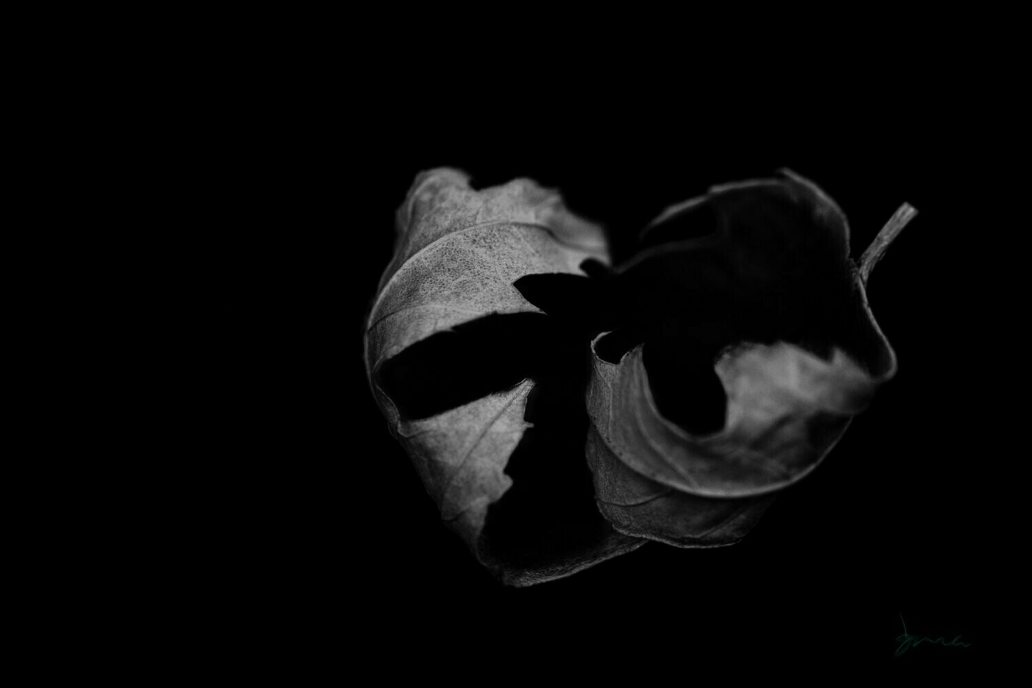 duende ~ photography art multi-size wall decor print