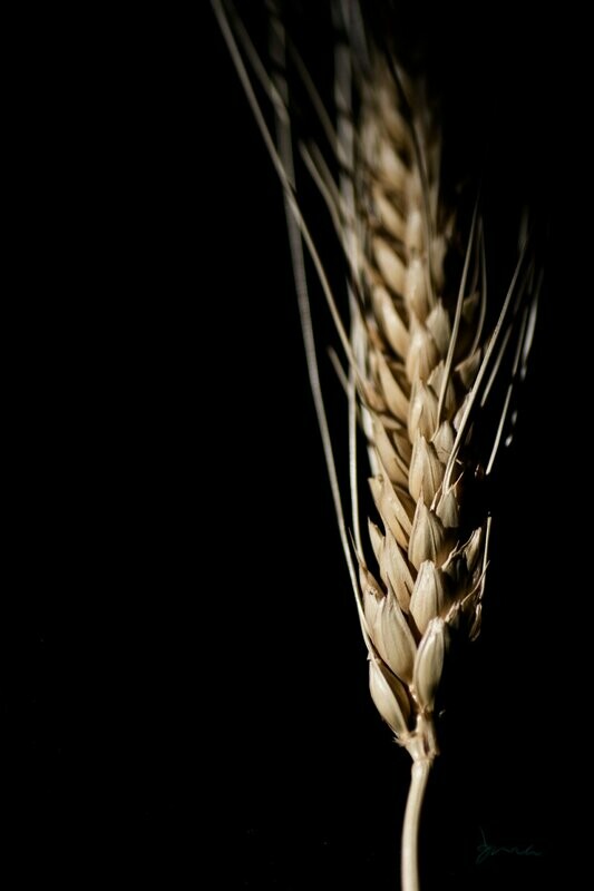 umbra ~ photography art multi-size wall decor print
