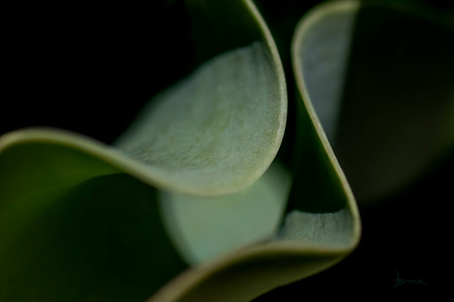 heed ~ tulip leaf photography art multi-size wall decor print