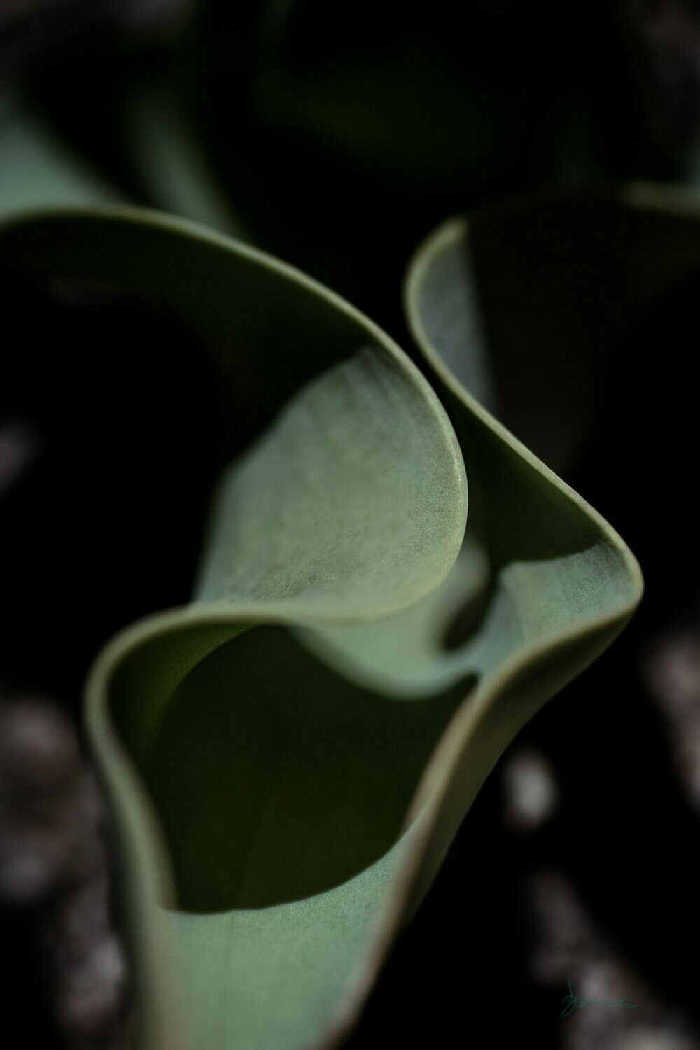 canty ~ tulip leaf photography art multi-size wall decor print