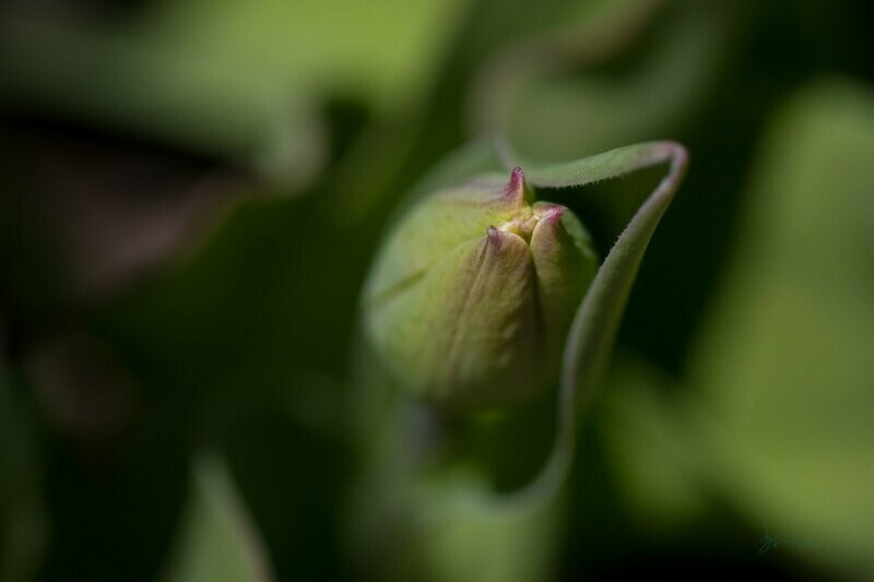 bud ~ flower photography art multi-size wall decor print