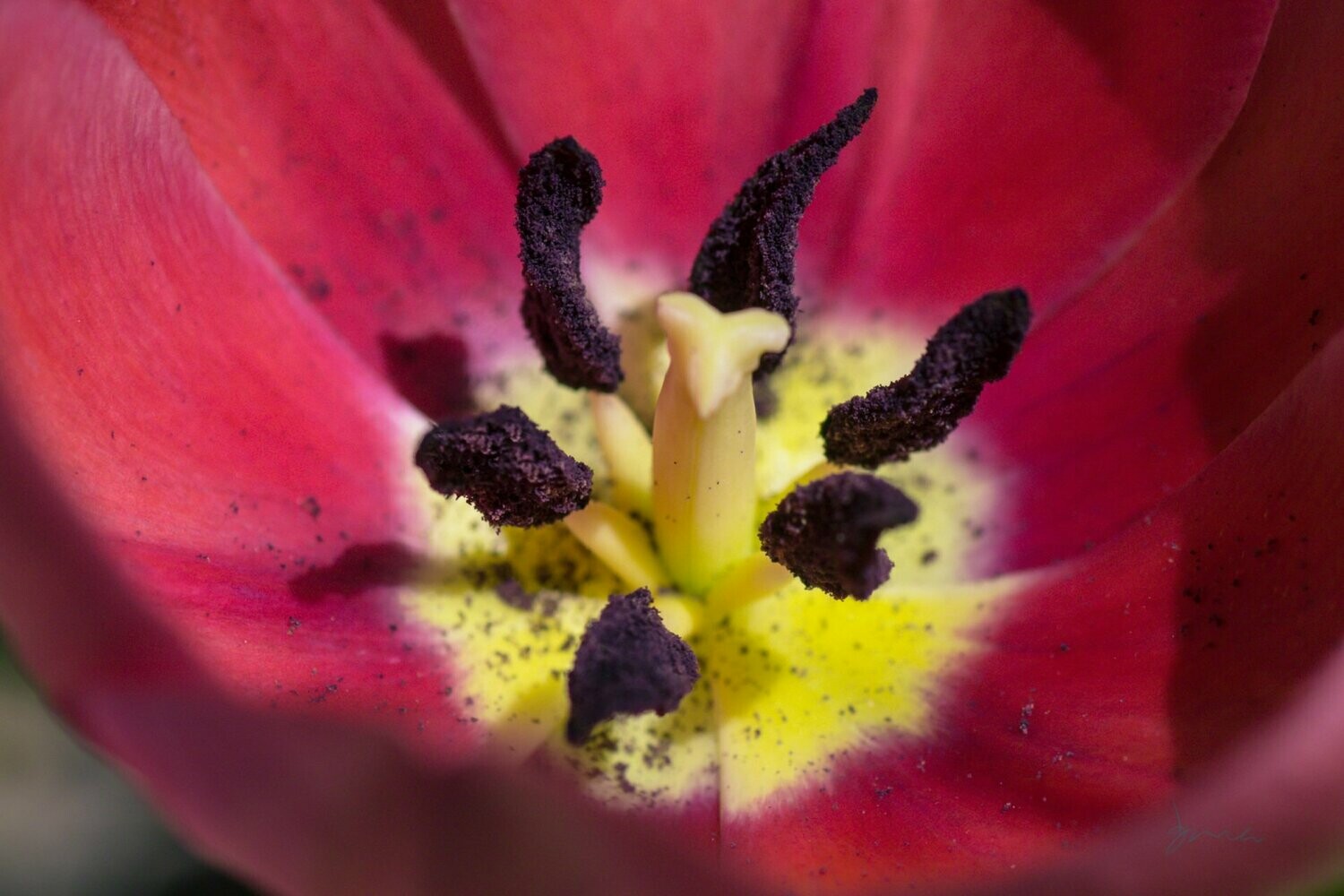 sentient ~ photography art multi-size wall decor print