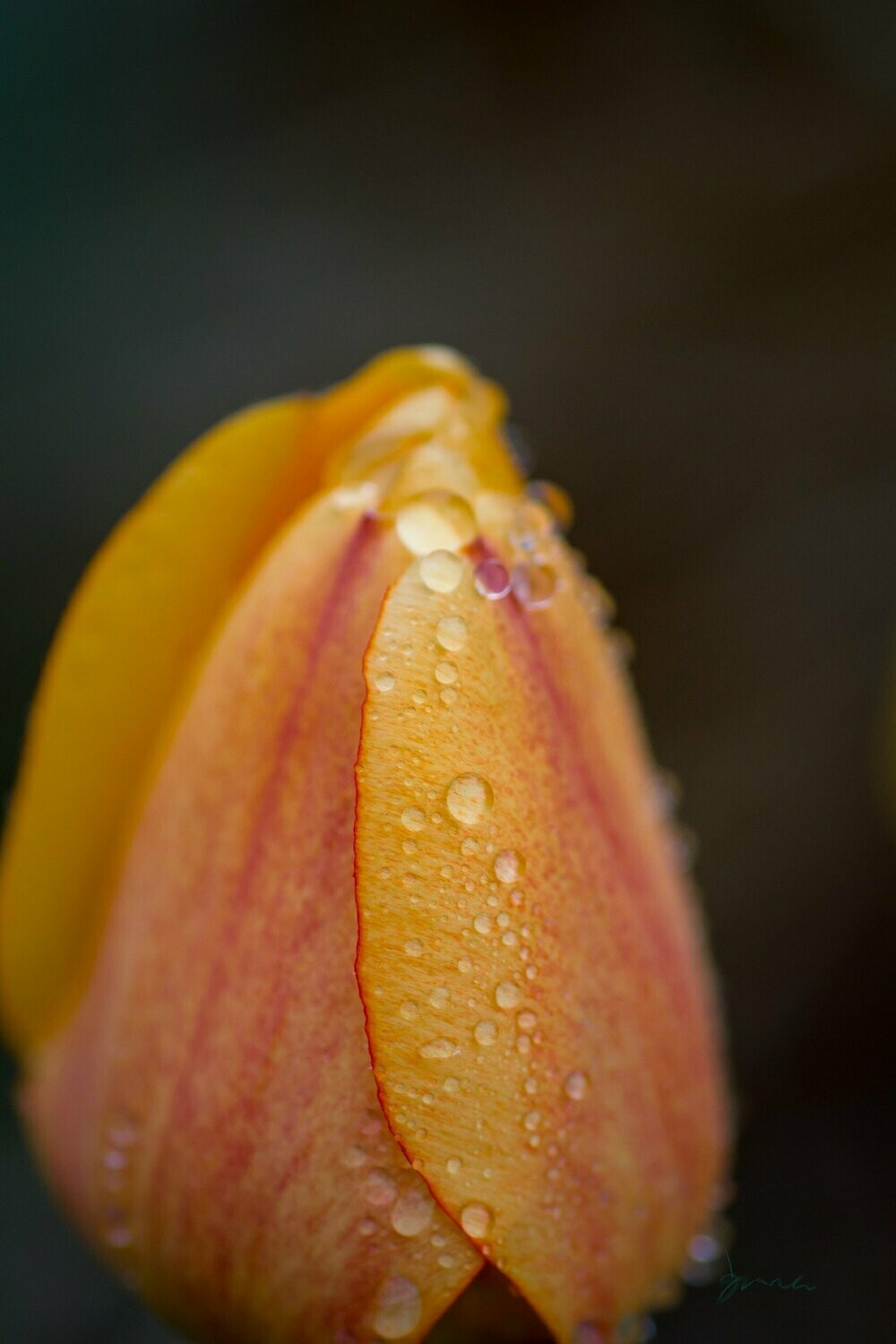 pearl ~ tulip photography art multi-size wall decor print