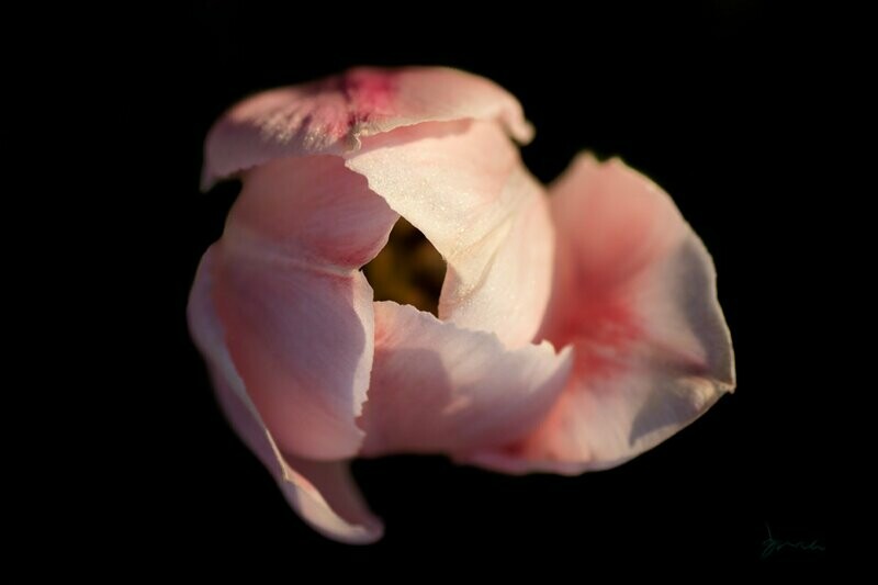 asagao ~ tulip photography art multi-size wall decor print