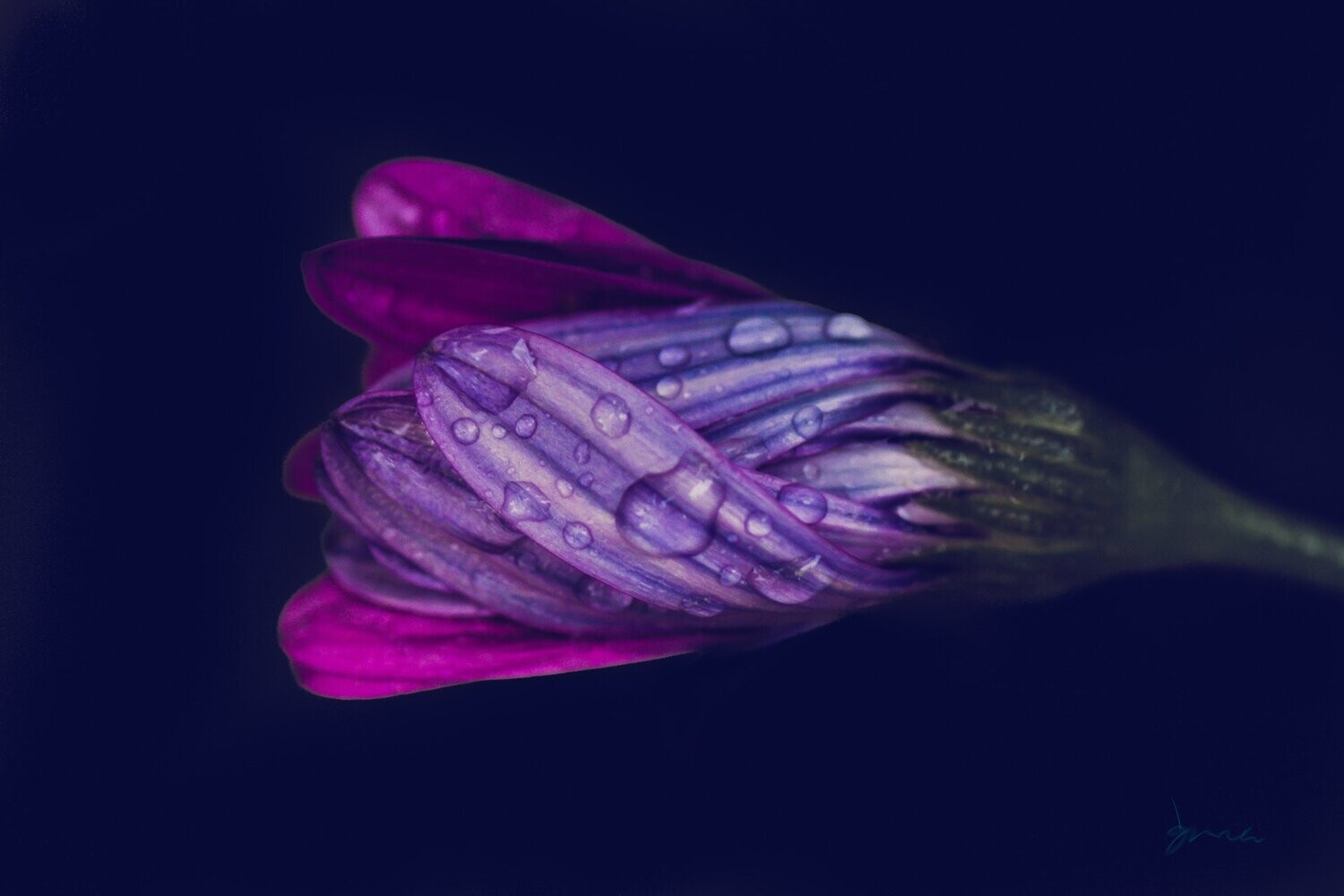 purple rain ~ photography art multi-size wall decor print