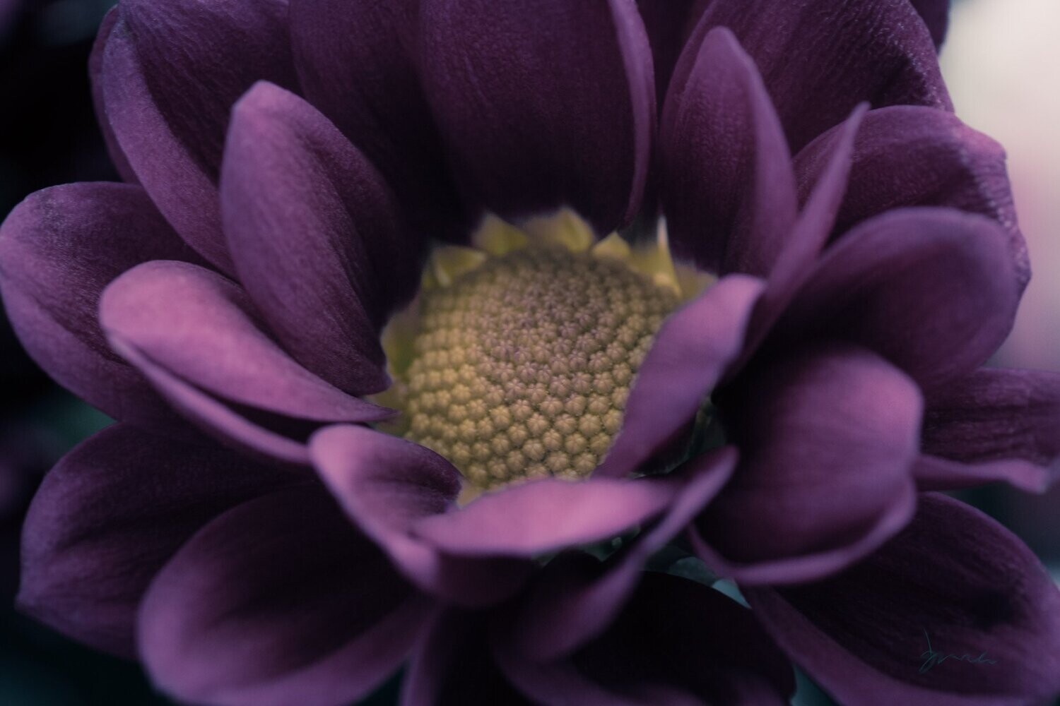 staunch ~ photography art multi-size wall decor print