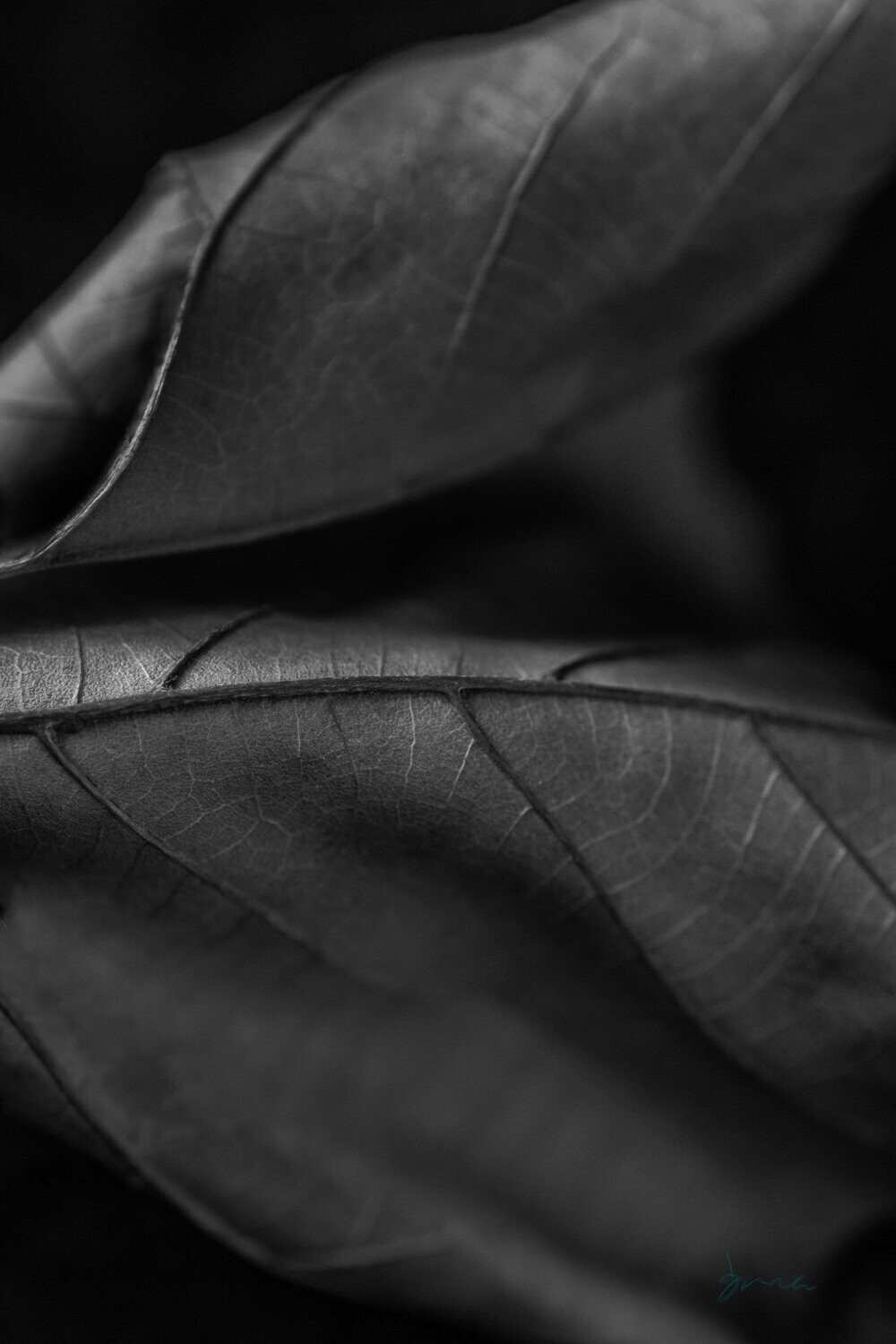 nior ~ photography art multi-size wall decor print