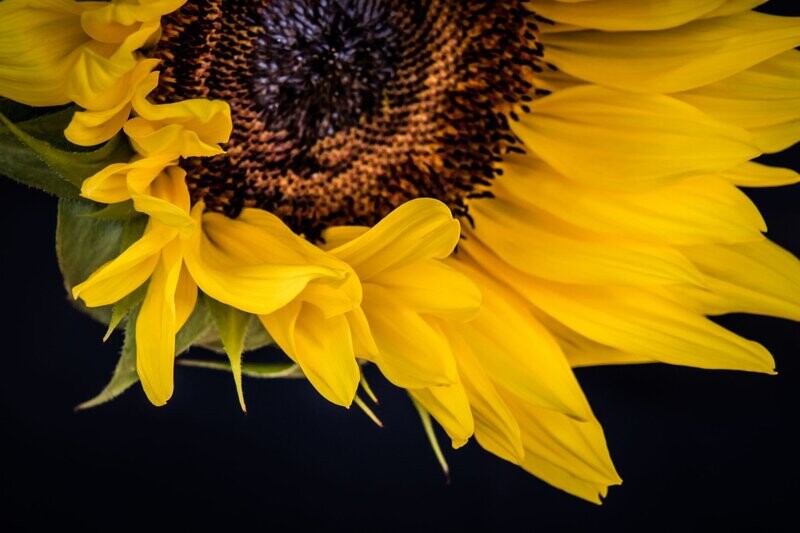blaze ~ photography art multi-size wall decor print