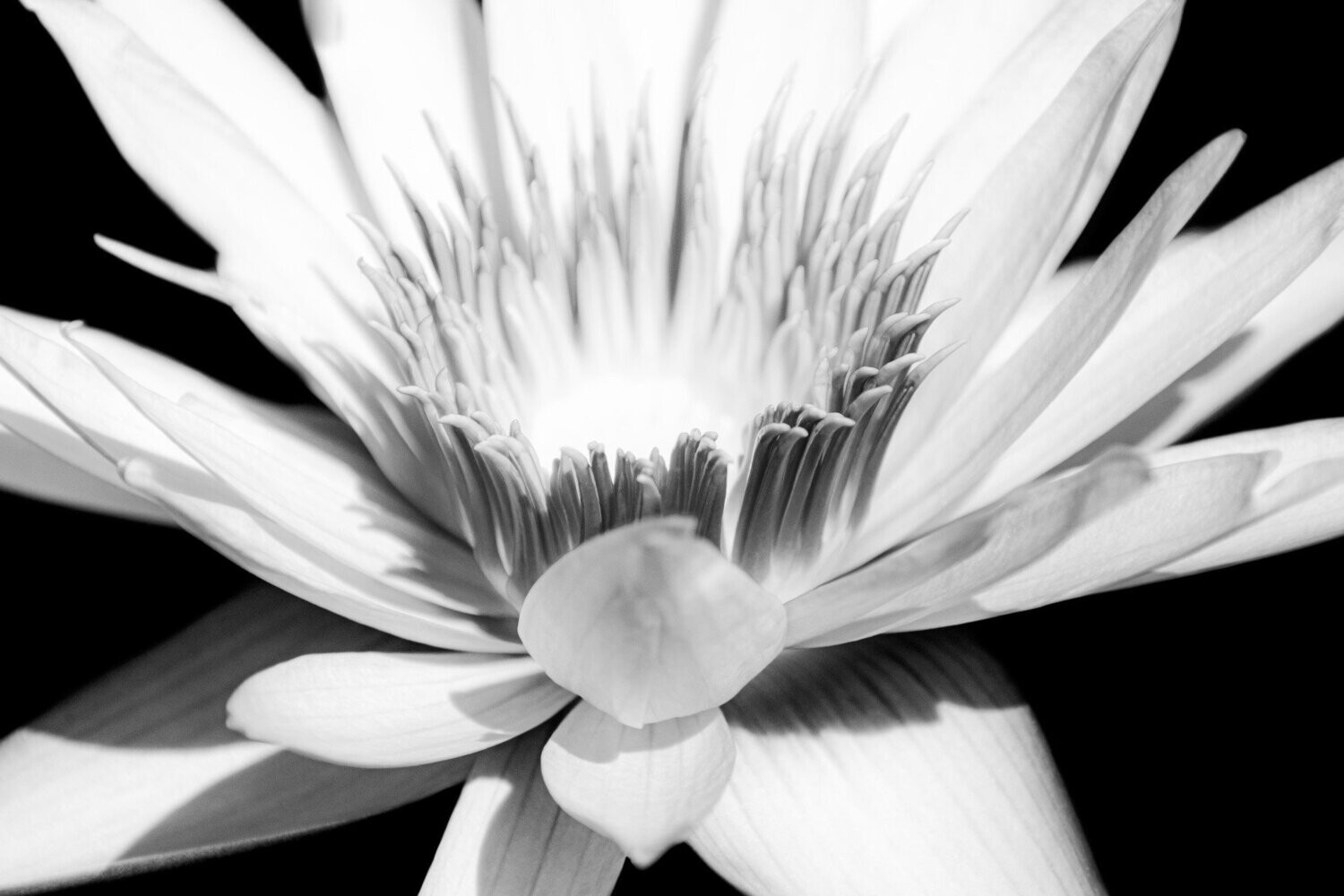 revere ~ photography art multi-size wall decor print