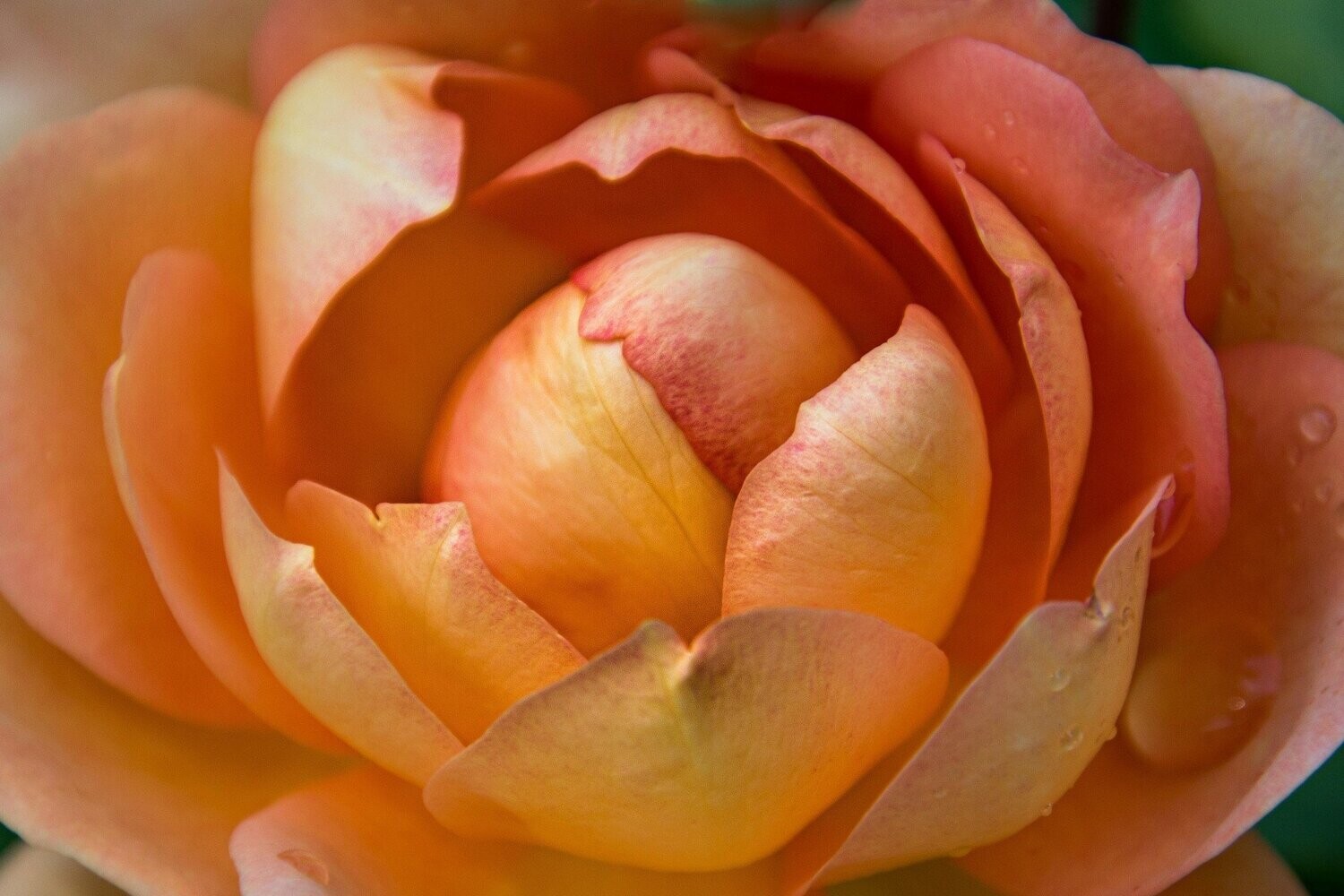 orphic ~ photography art multi-size wall decor print