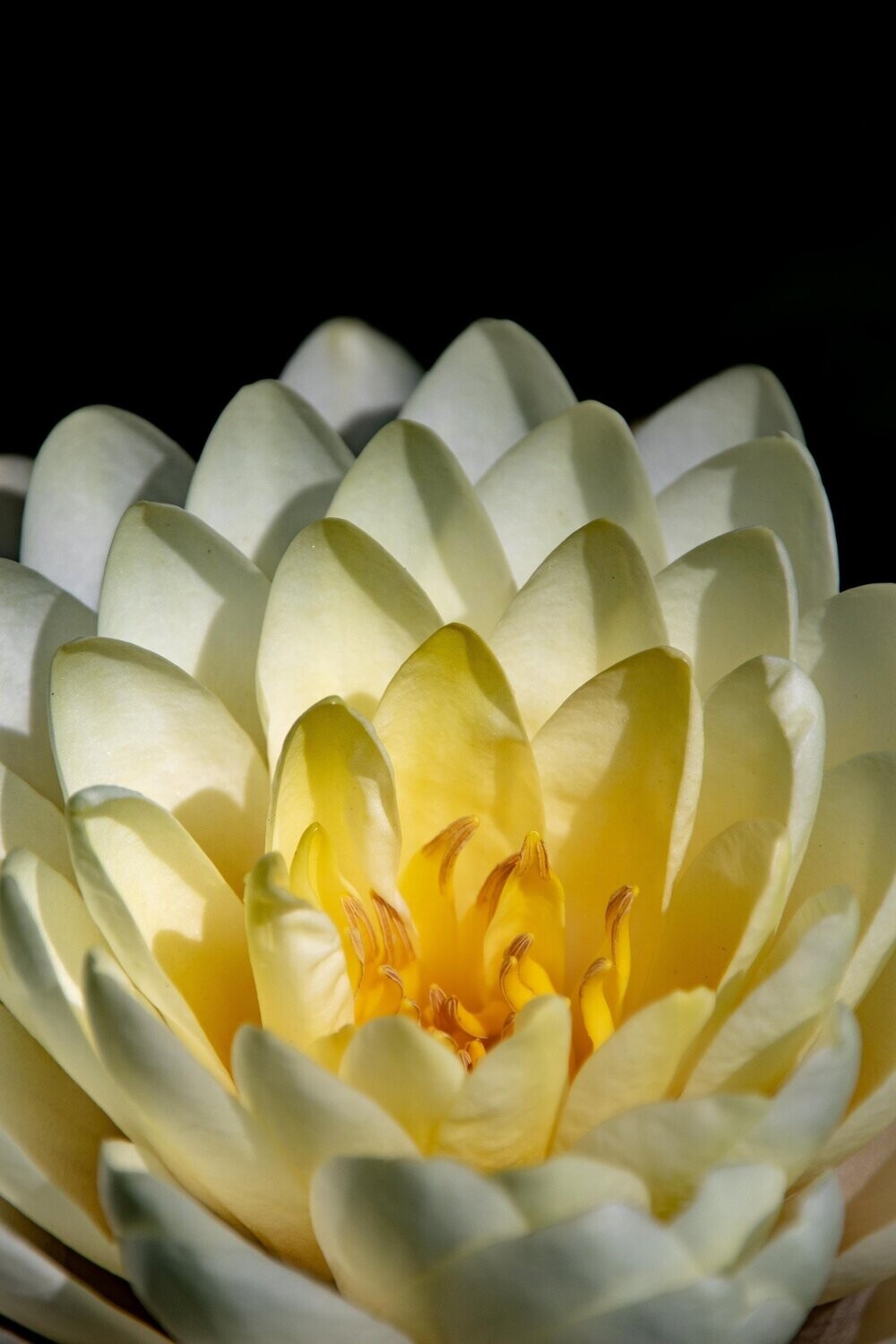 aisling ~ lotus photography art multi-size wall decor print