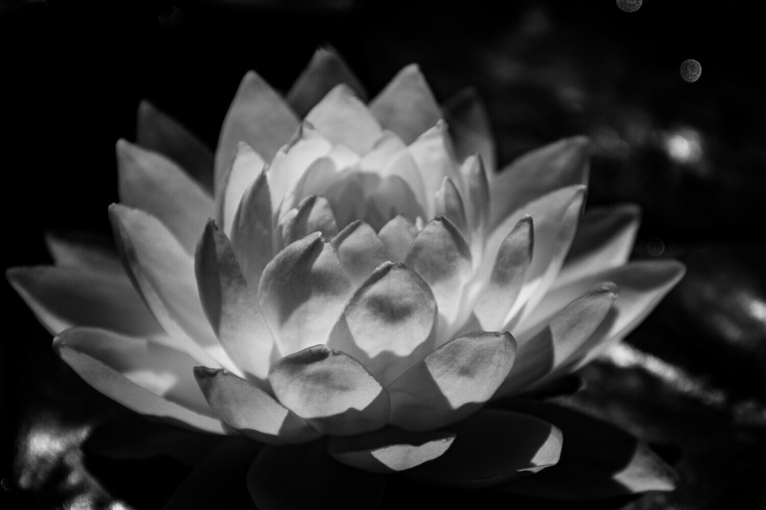 sensuous ~ photography art multi-size wall decor print