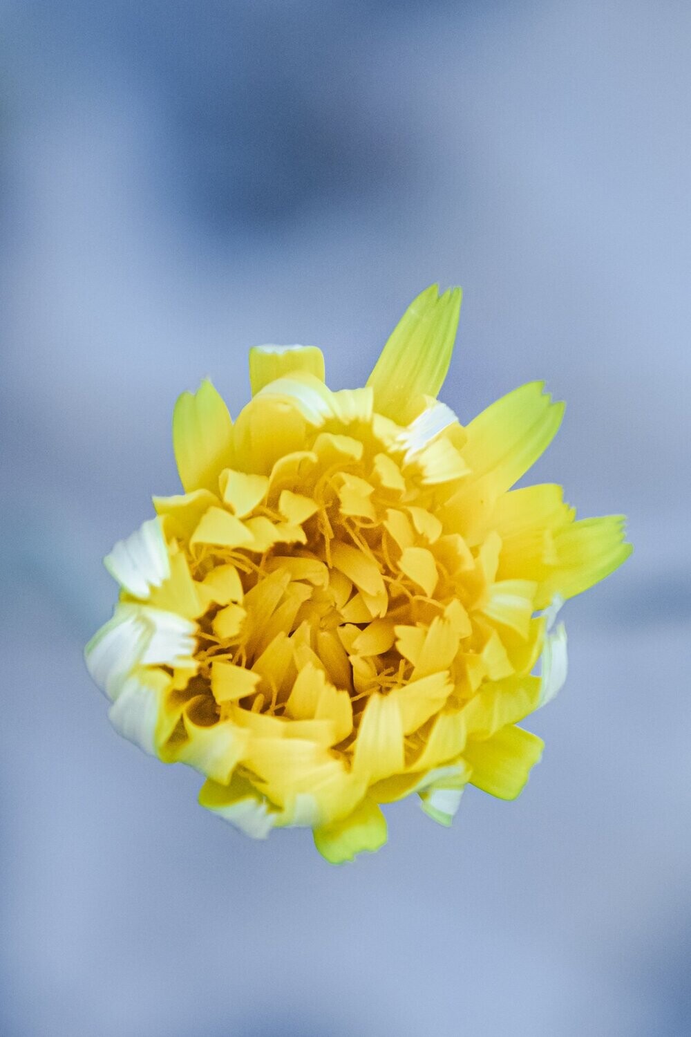burgeon ~ photography art multi-size wall decor print