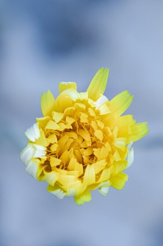 burgeon ~ photography art multi-size wall decor print