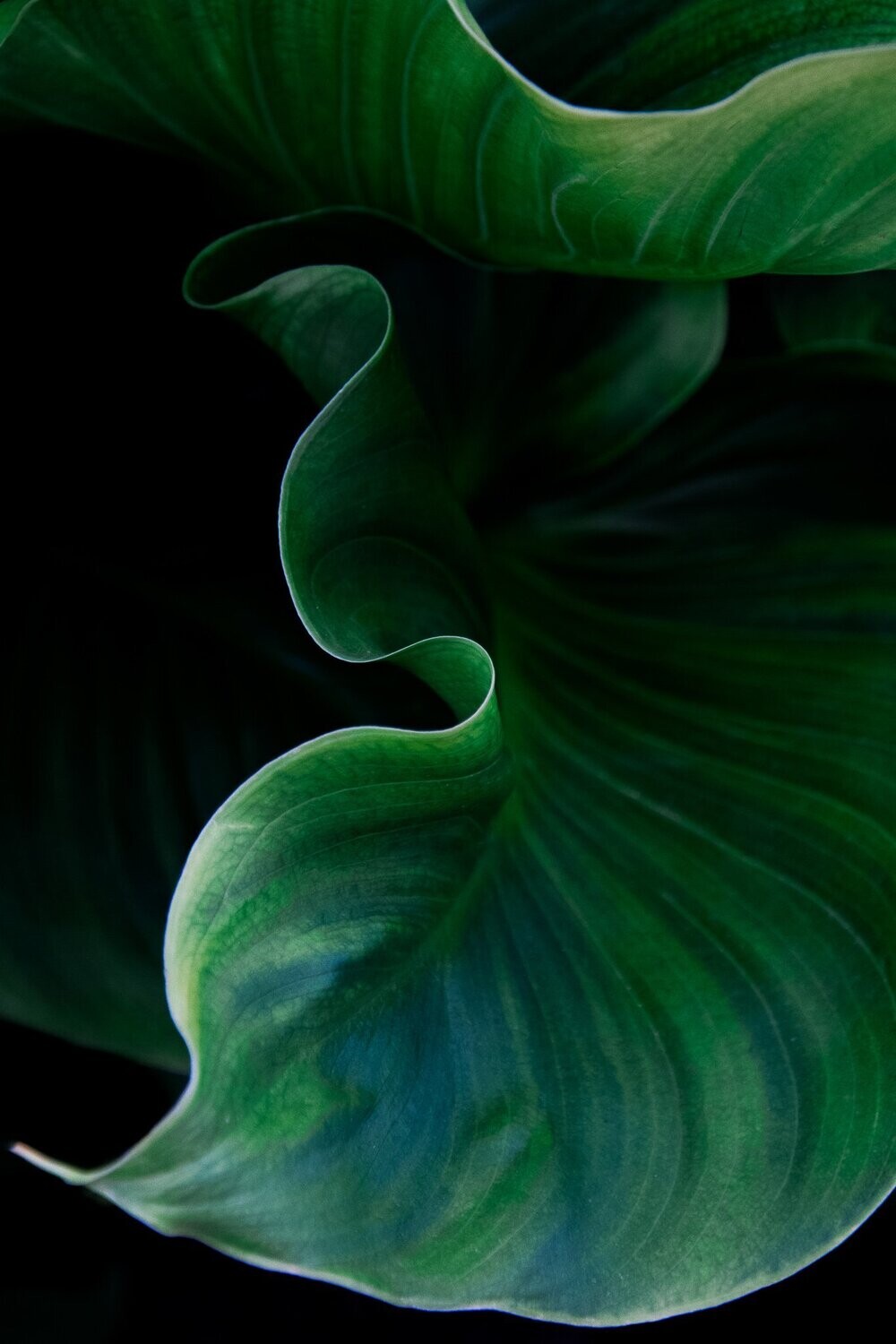 elysian ~  leaf photography art multi-size wall decor print
