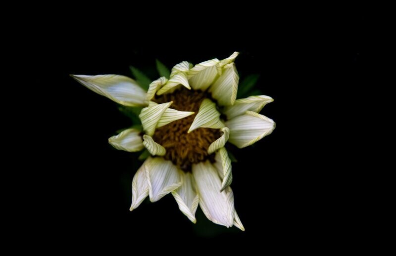 minutiae ~ photography art multi-size wall decor print