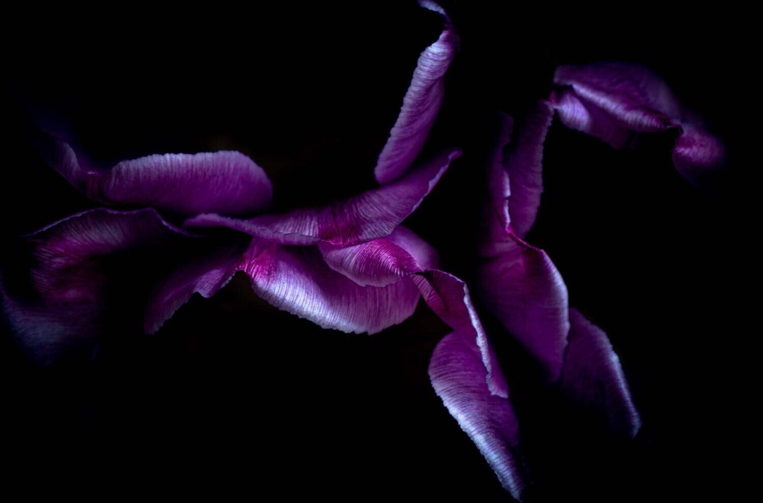 lagom ~ purple flower photography art multi-size wall decor print