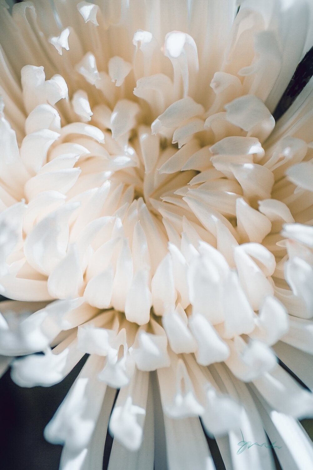 palish ~ photography art multi-size wall decor print