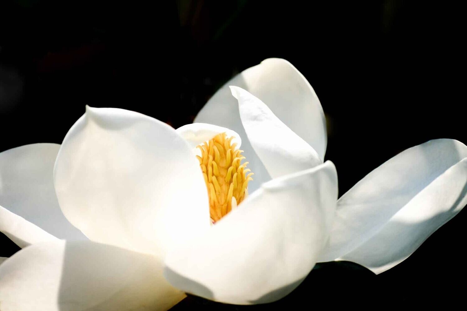 pure ~  magnolia photography art multi-size wall decor print
