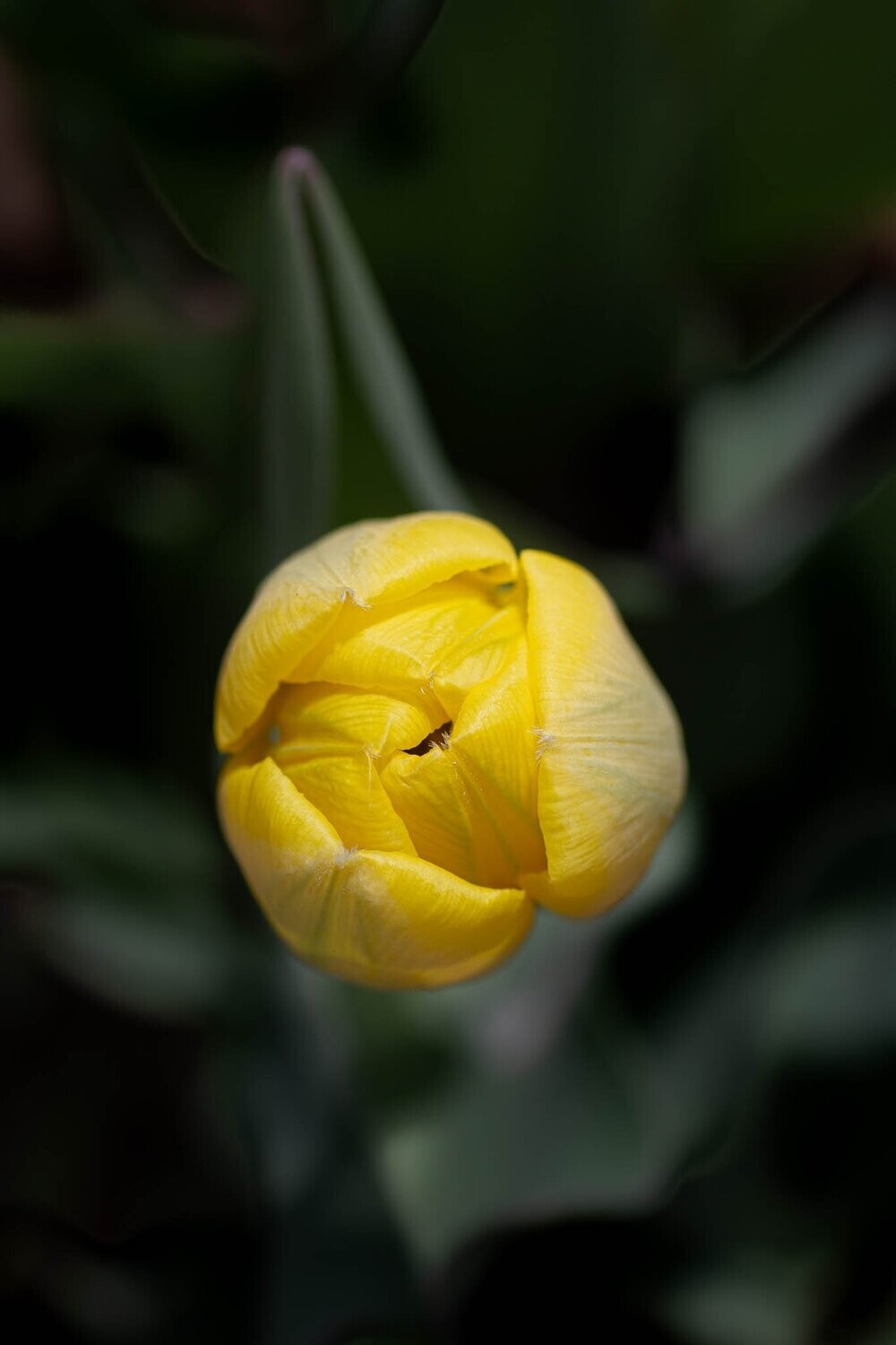 niggard ~ tulip fine art photography art multi-size wall decor print