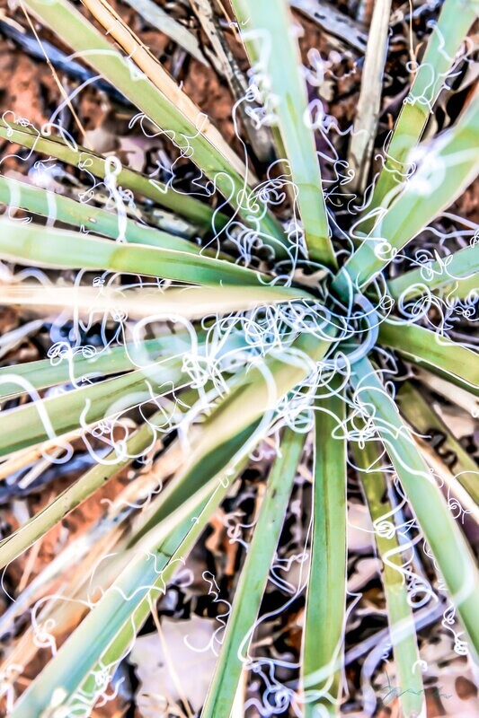 cacti ~ fine art photography art multi-size wall decor print