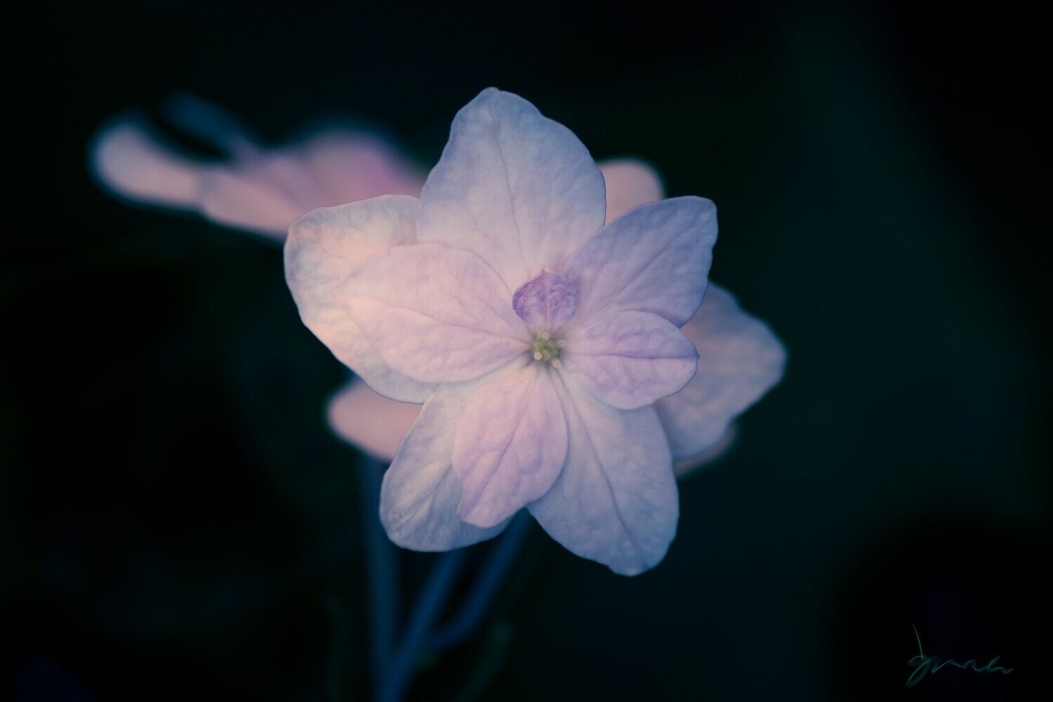 assent ~ purple flower photography art multi-size wall decor print