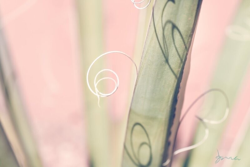 niamh ~ photography art multi-size wall decor print