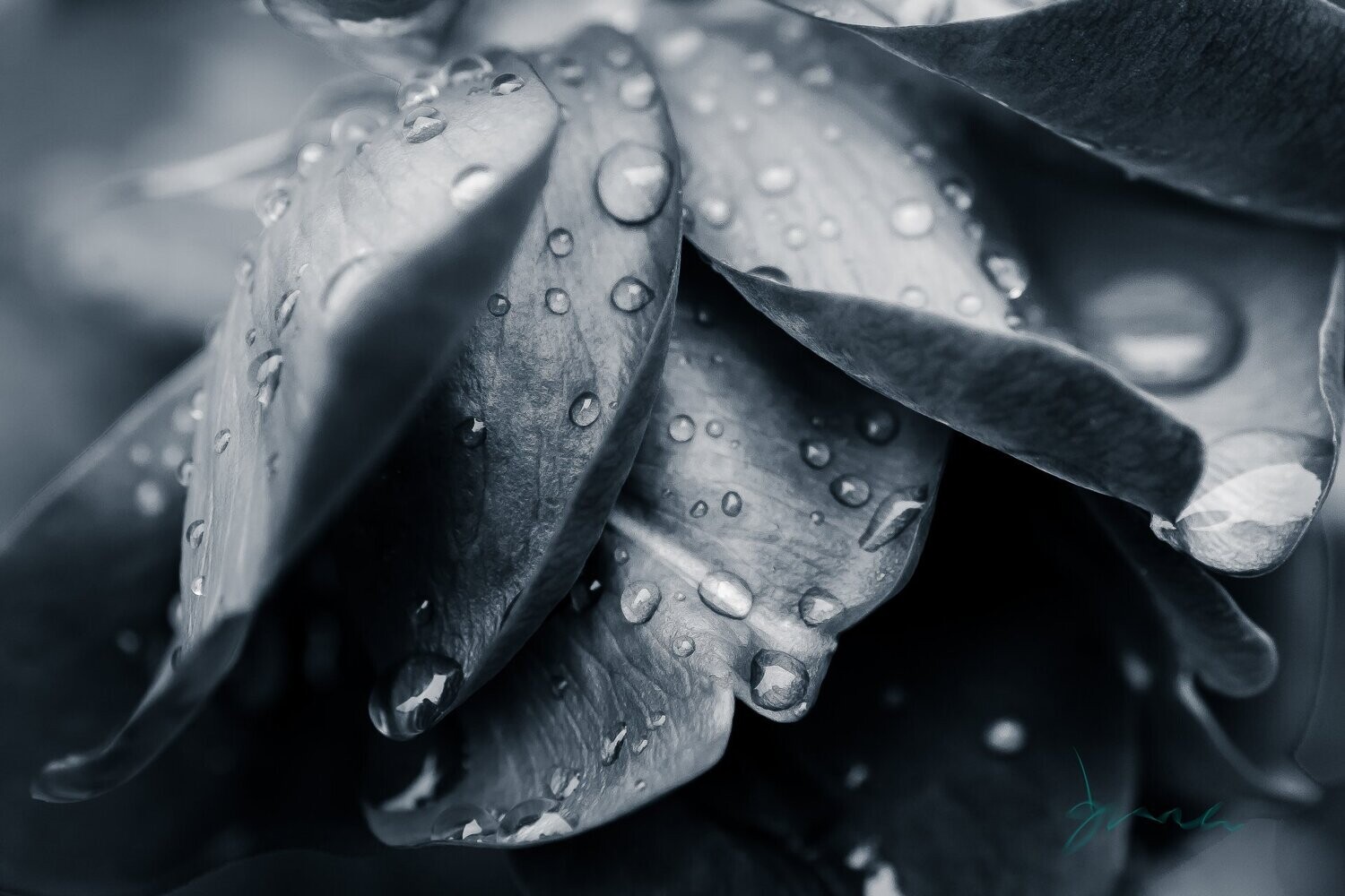 qalb ~ photography art multi-size wall decor print