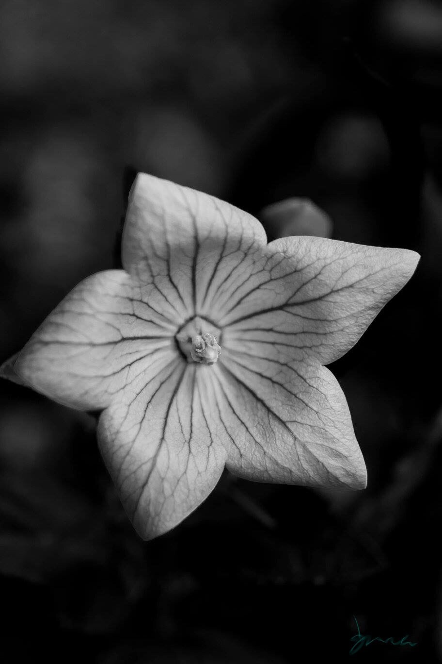 power within ~ photography art multi-size wall decor print