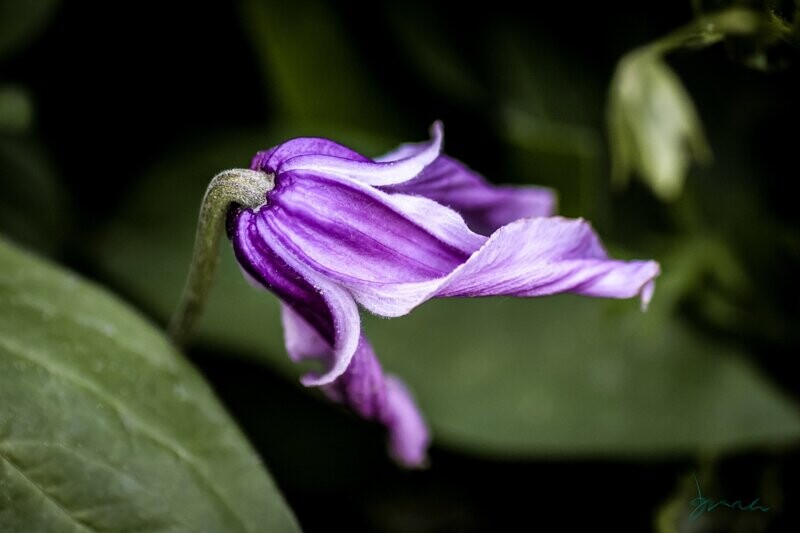 kensho ~ purple flower photography art multi-size wall decor print