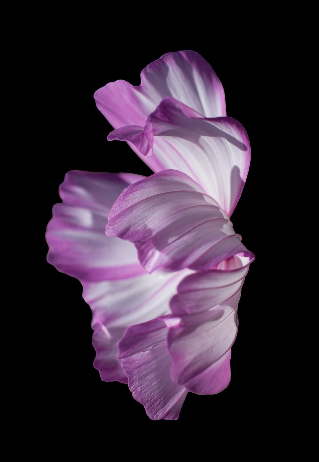 yūgen ~ purple flower photography art multi-size wall decor print
