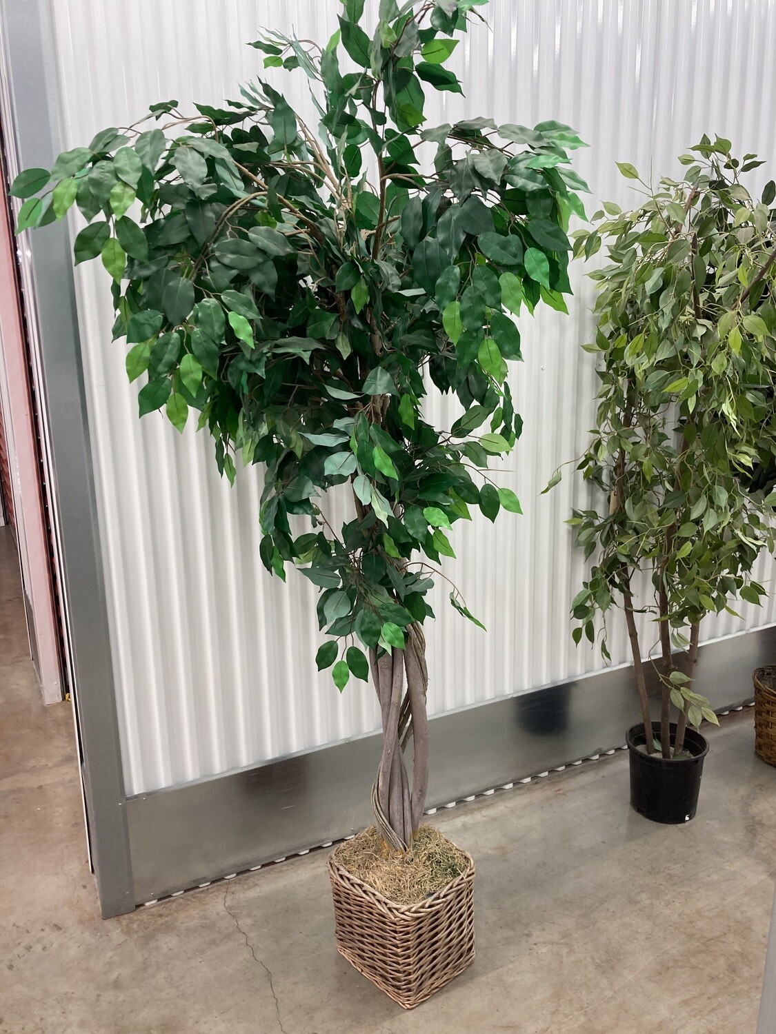 6 ft Artificial Ficus Tree, square wicker basket, braided trunk #2213