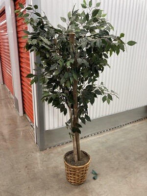 6 ft Artificial Ficus with round wicker basket #2213