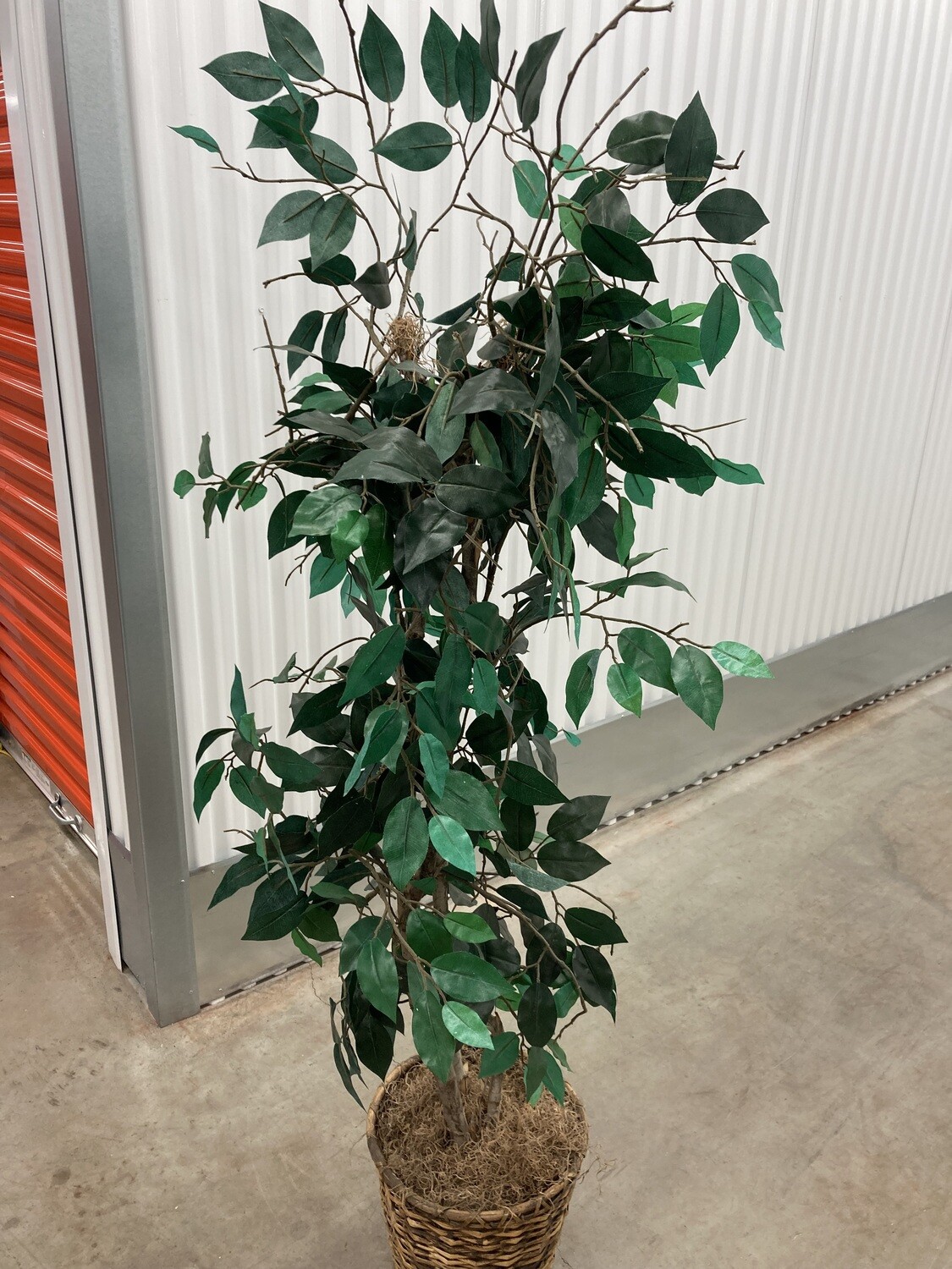 5-1/2 ft Artificial Ficus Tree, thin foliage #2138