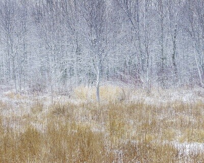 Winter Marsh