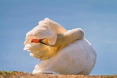 Swan Lake by Graham Keenan