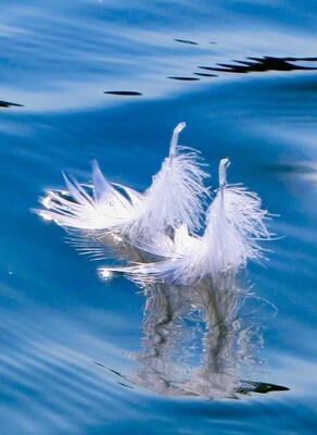 Swan Lake by Sheila Ascroft